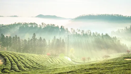 Boseong Green Tea Field-up treat Ltd. Bo pluralism