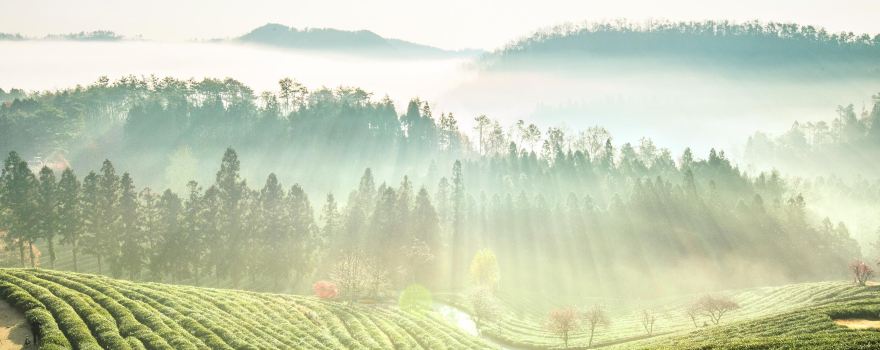 Boseong Green Tea Field Daehan Dawon