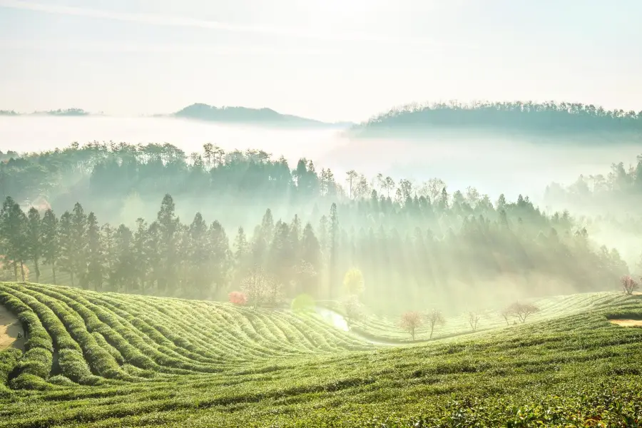 Boseong Green Tea Field-up treat Ltd. Bo pluralism