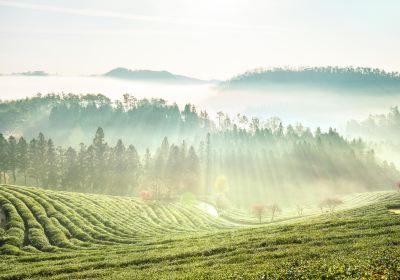 Boseong Green Tea Field-up treat Ltd. Bo pluralism