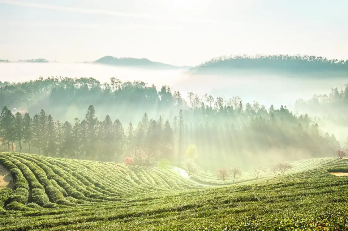 Hotels near Boseong Green Tea Field Daehan Dawon