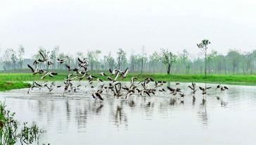 Yangshahu National Wetland Park