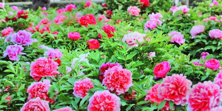 Peony Cultural Industrial Park, Mount Tai