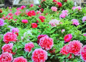 Peony Cultural Industrial Park, Mount Tai