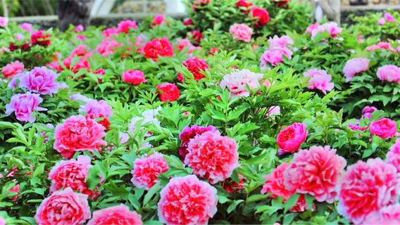 Peony Cultural Industrial Park, Mount Tai