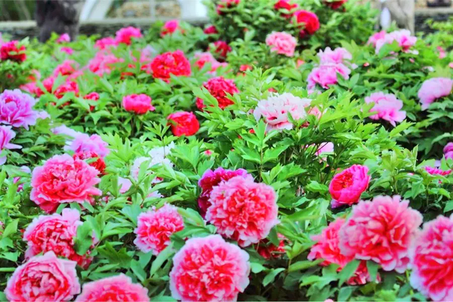 Peony Cultural Industrial Park, Mount Tai