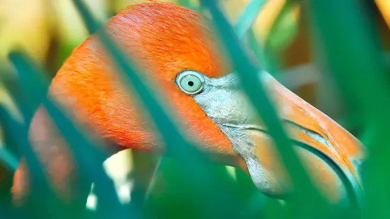 Key West Tropical Forest and Botanical Garden