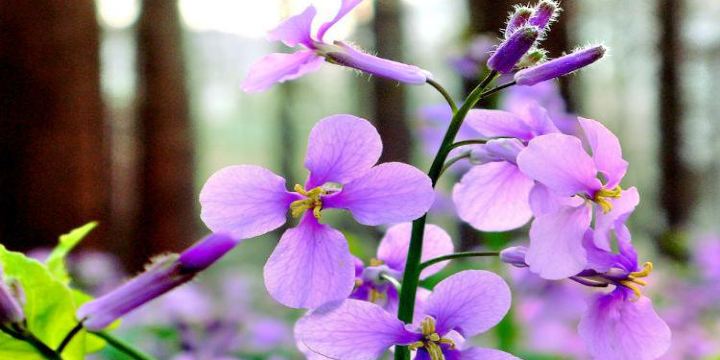 Zihai Fangting Lavender Manor