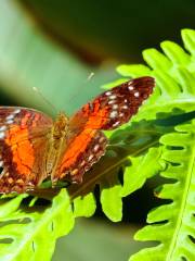 Cockrell Butterfly Center