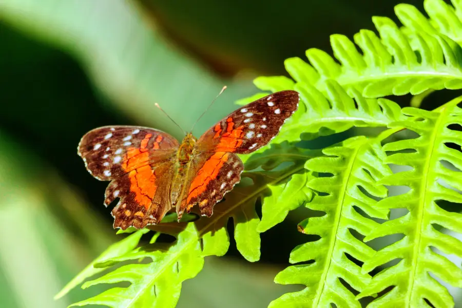 Cockrell Butterfly Center