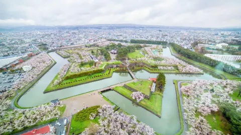 Cherry Blossom Viewing in Hakodate attraction in Hakodate