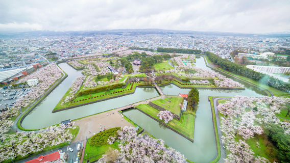 Cherry Blossom Viewing in Hakodate