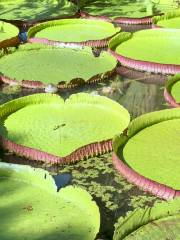 Botanical Garden of Rio de Janeiro