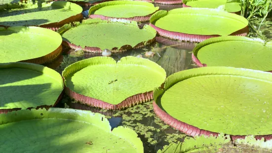 里約植物園