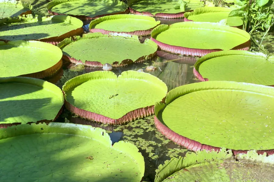 Botanical Garden of Rio de Janeiro