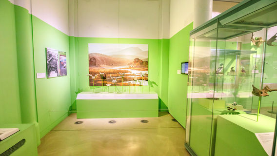 Museum of Archaeology and Anthropology