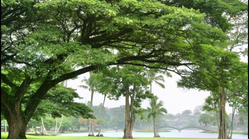 Lahaina Banyan Court