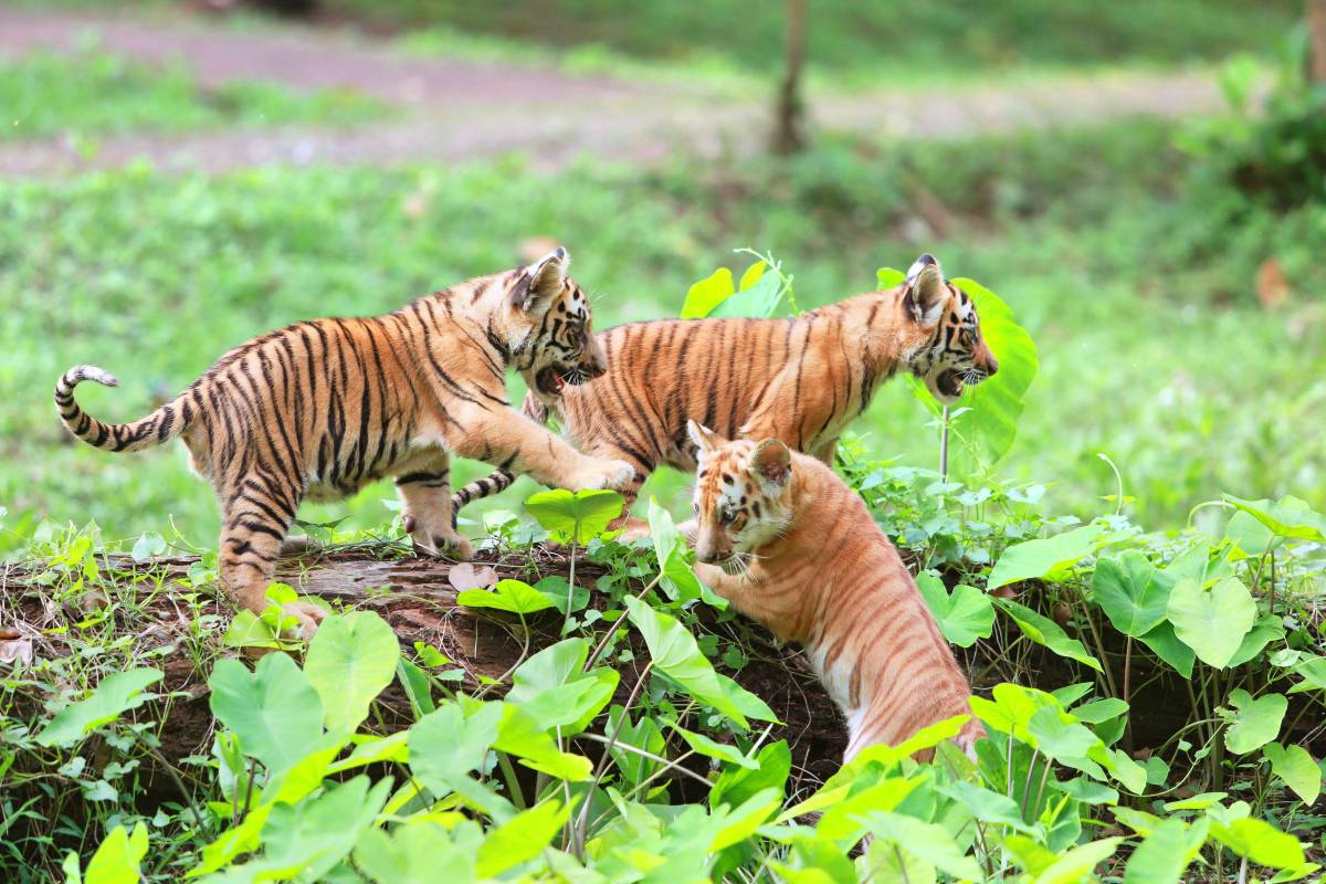 Kebun Binatang Ragunan