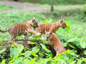 Ragunan Zoo