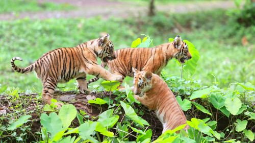 Ragunan Zoo