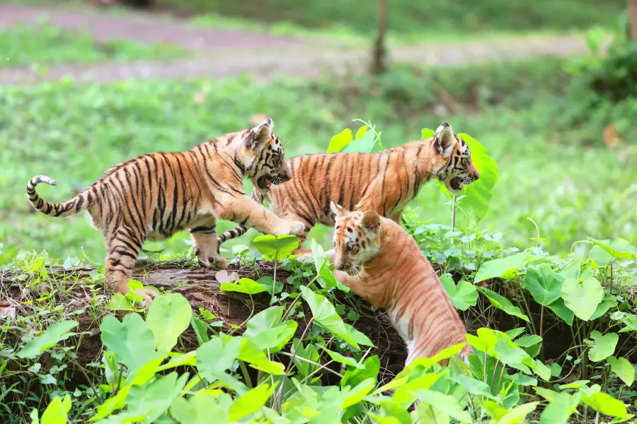 拉古南動物園