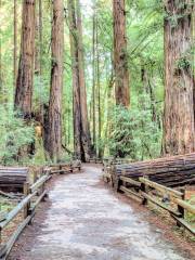 Monumento Nacional de Muir Woods