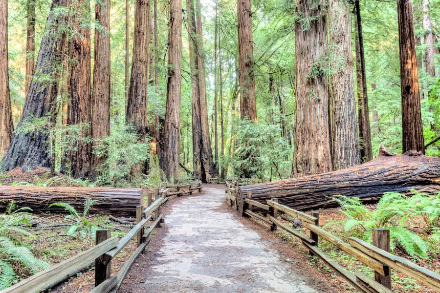 Monumento Nacional de Muir Woods