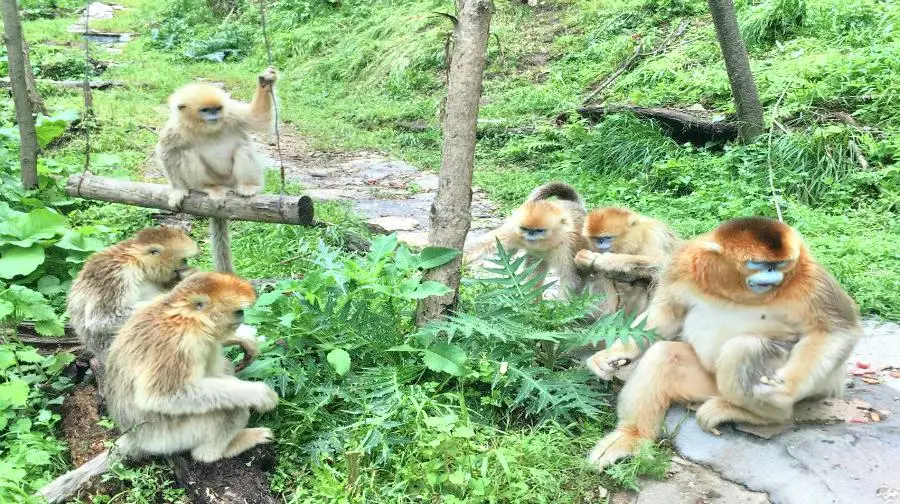 皇冠朝陽溝金絲猴科普基地