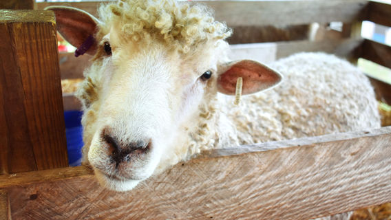 La Granja de la Infancia