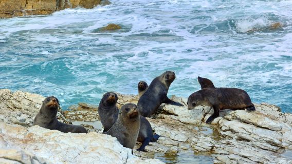 新西蘭基督城+凱庫拉毛皮海獅聚集區+凱庫拉觀鯨遊船一日遊