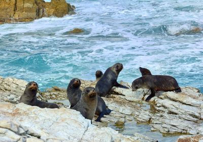 Point Kean Seal Colony