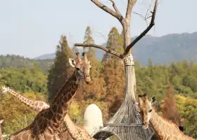 Giraffe Manor