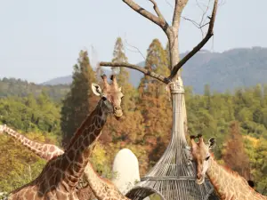 호주 기린 장원