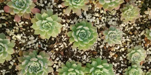 虹林多肉園
