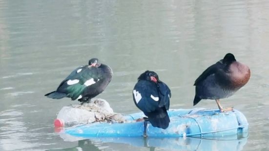 新浦公园位于连云港市海连中路大浦河旁，陇海步行街以南，是连云