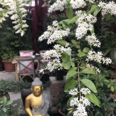 茉莉花园咖啡(惠民路店) 여행 사진