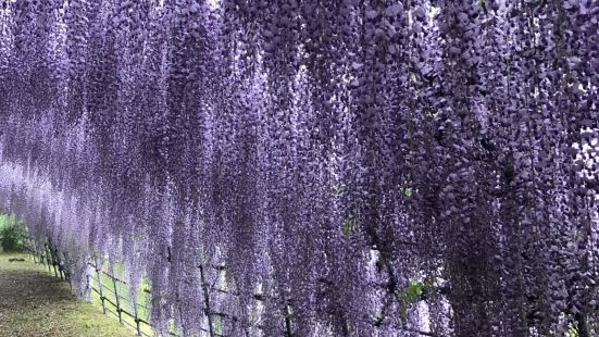 河內藤園非常值得一去，4-5月是紫藤花等花期，我是5月6日前