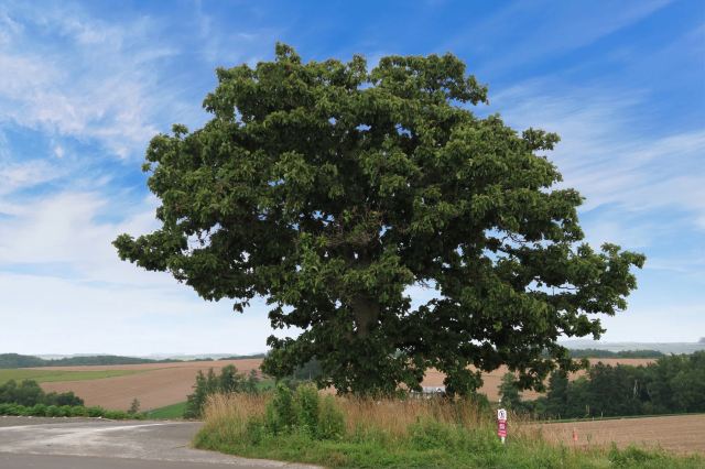 Seven Stars Tree