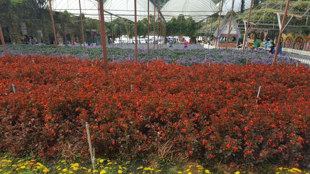 金馬倫高原薰衣草園