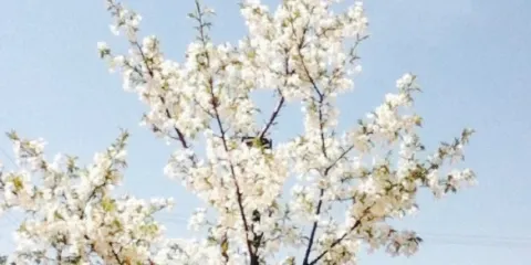 Starbucks Coffee Anjo Hyakkoku