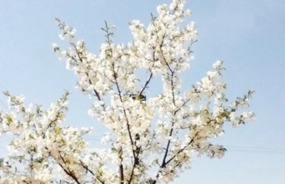 Starbucks Coffee Anjo Hyakkoku