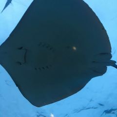 ITHAA UNDERSEA RESTAURANT ảnh của người dùng