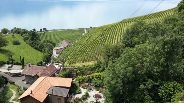 Lavaux Vinorama จองตั๋ว, เวลาเปิด-ปิด, รีวิว รูปภาพ [2025