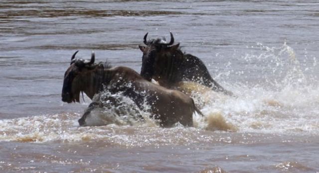 Mara River