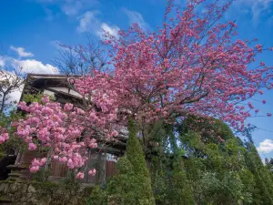 Fioriture Primaverili a Distretto di Kiso: le opzioni più popolari