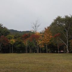 Seomhyanggi User Photo