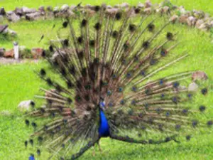 Peacock's Park