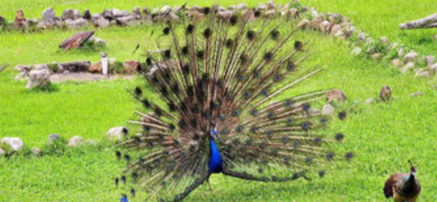 Peacock's Park