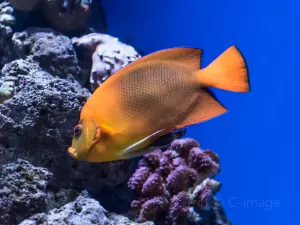Aquarium of the Pacific