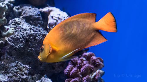 太平洋水族館